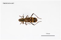 藏品(竹虎天牛)的圖片